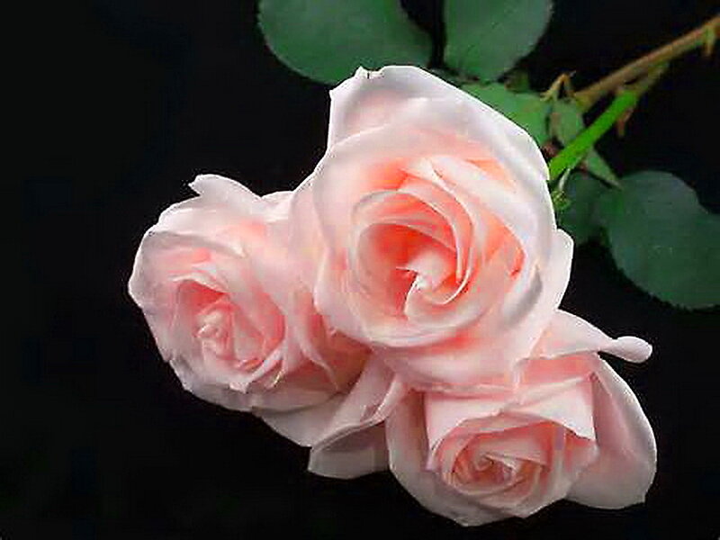 Three Pink Roses — Serene, Photograph, Leaves, Stem