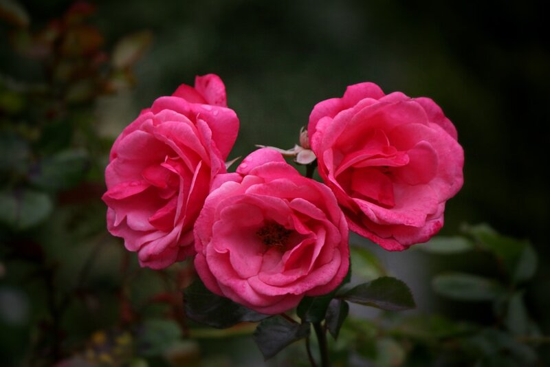 Three Pink Roses — Serene, Photograph, Leaves