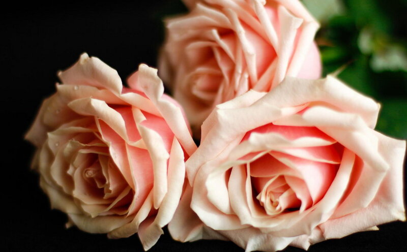 Three Pink Roses — Serene, Photograph, Petals, Green Leaves