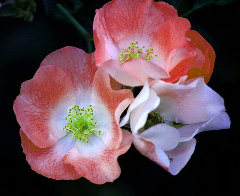Three Pink Roses — Serene, Photograph, Petals, Stamen