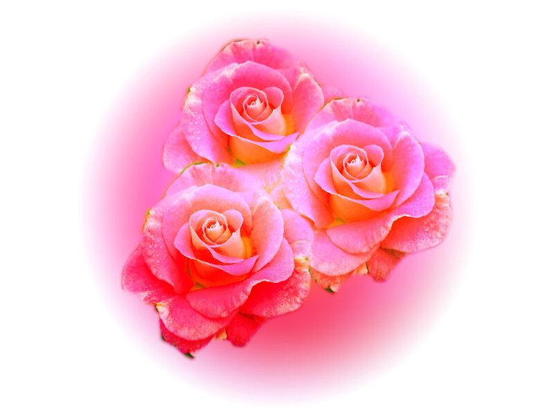 Three Pink Roses — Serene, Photograph, Petals