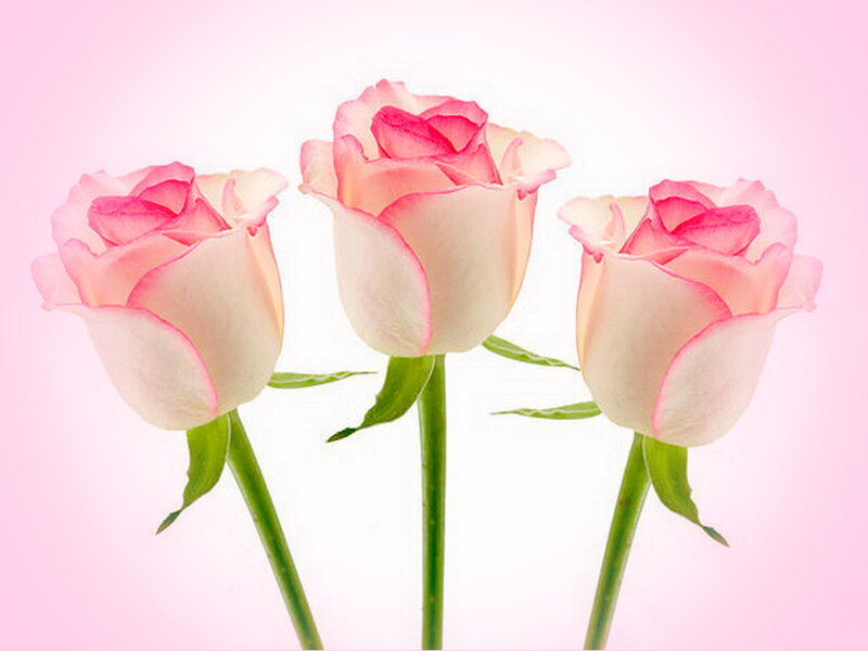 Three Pink Roses — Serene, Photograph, Stems
