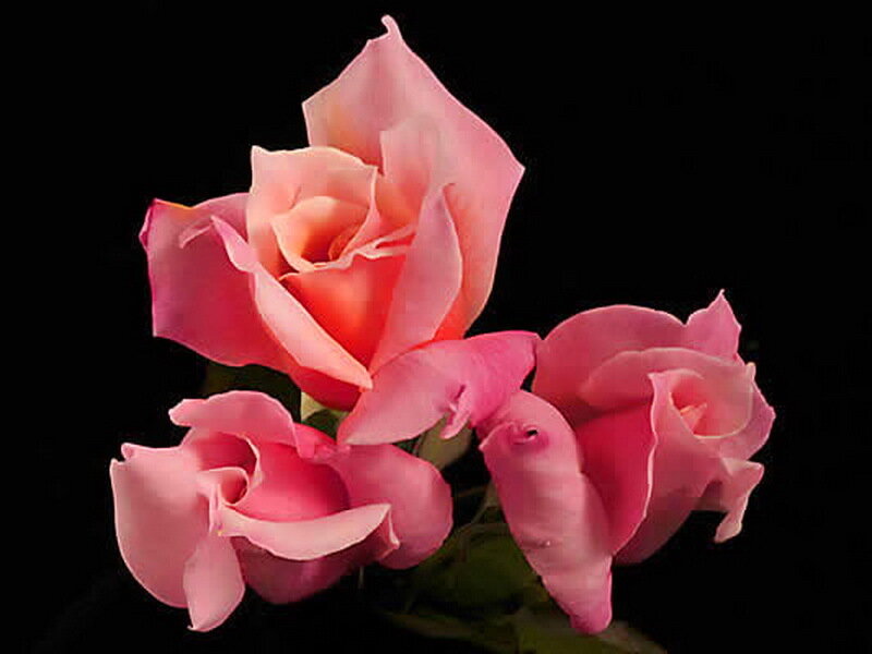 Three Pink Roses — Serene, Photograph
