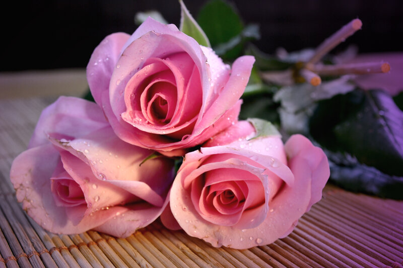 Three Pink Roses — Serene, Photograph, Water Droplets