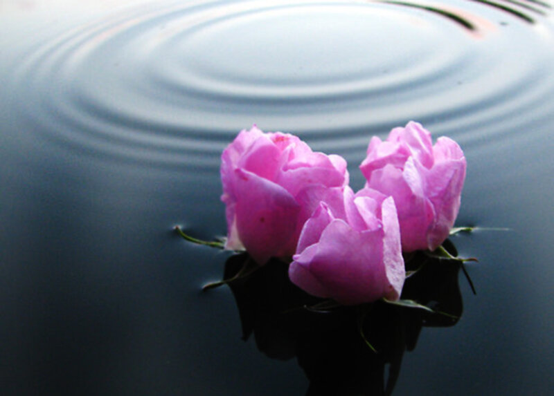 Three Pink Roses — Serene, Photograph, Water