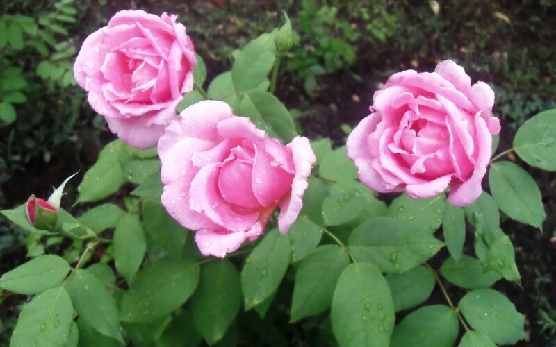 Three Pink Roses — Serene, Spring