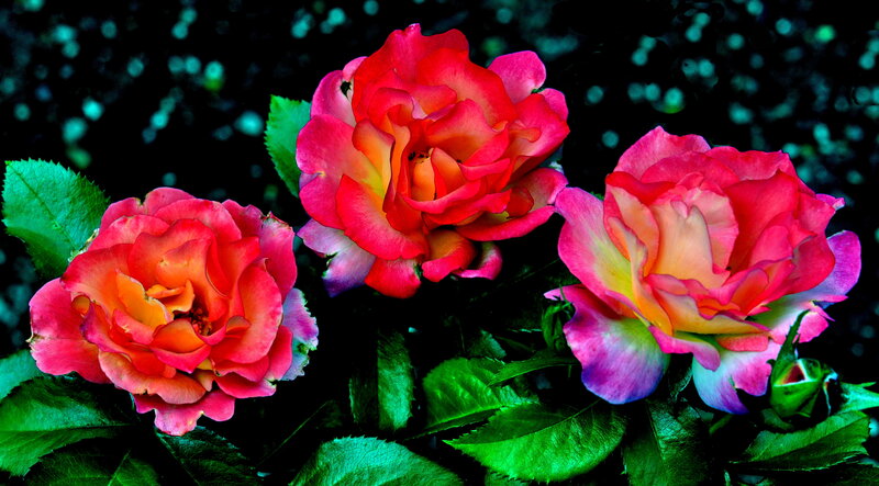 Three Pink Roses — Vibrant