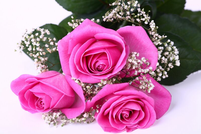 Three pink roses with baby's breath