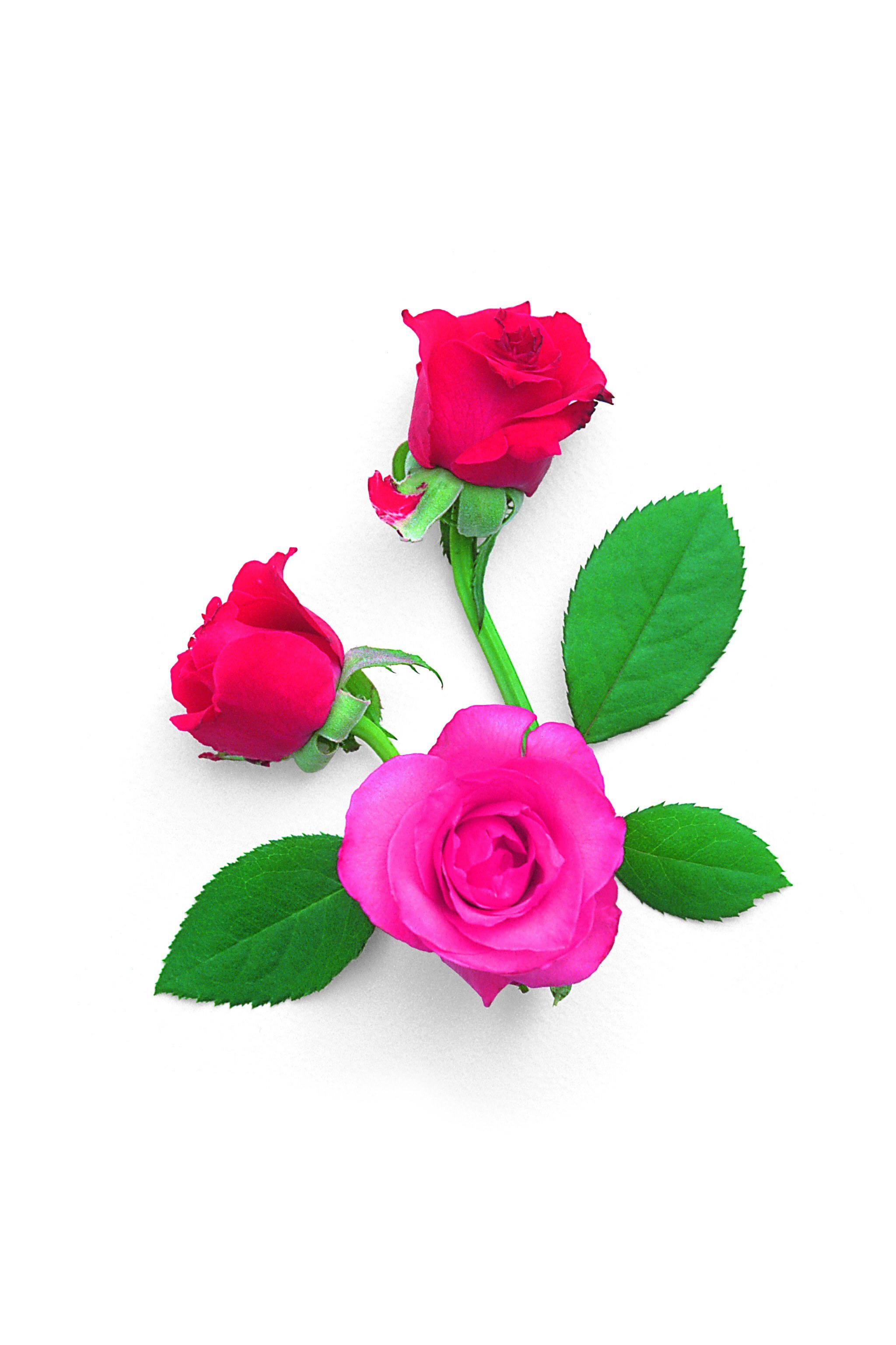 three pink roses with leaves