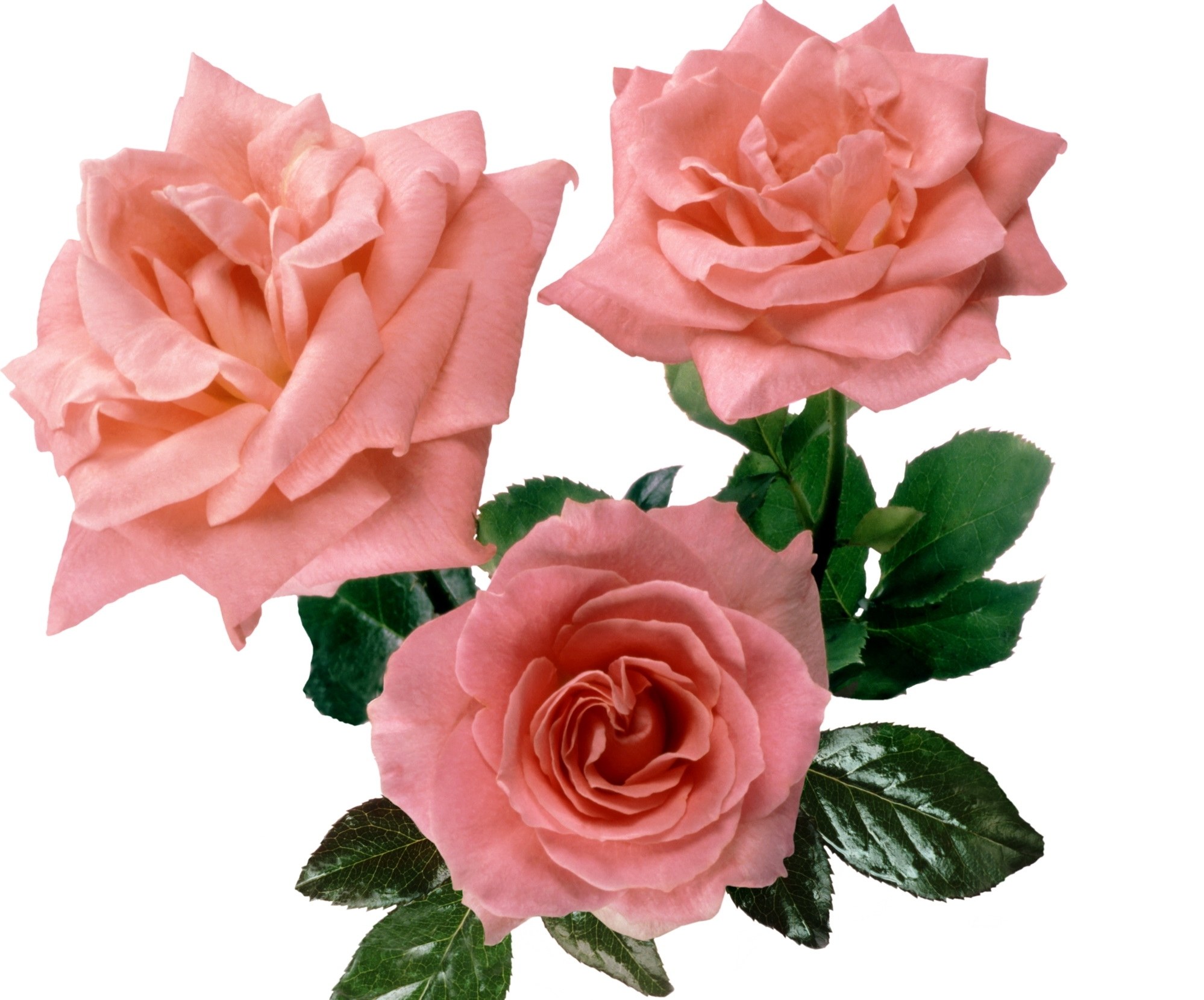 three pink roses with leaves