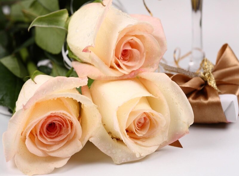 Three pink roses with water droplets