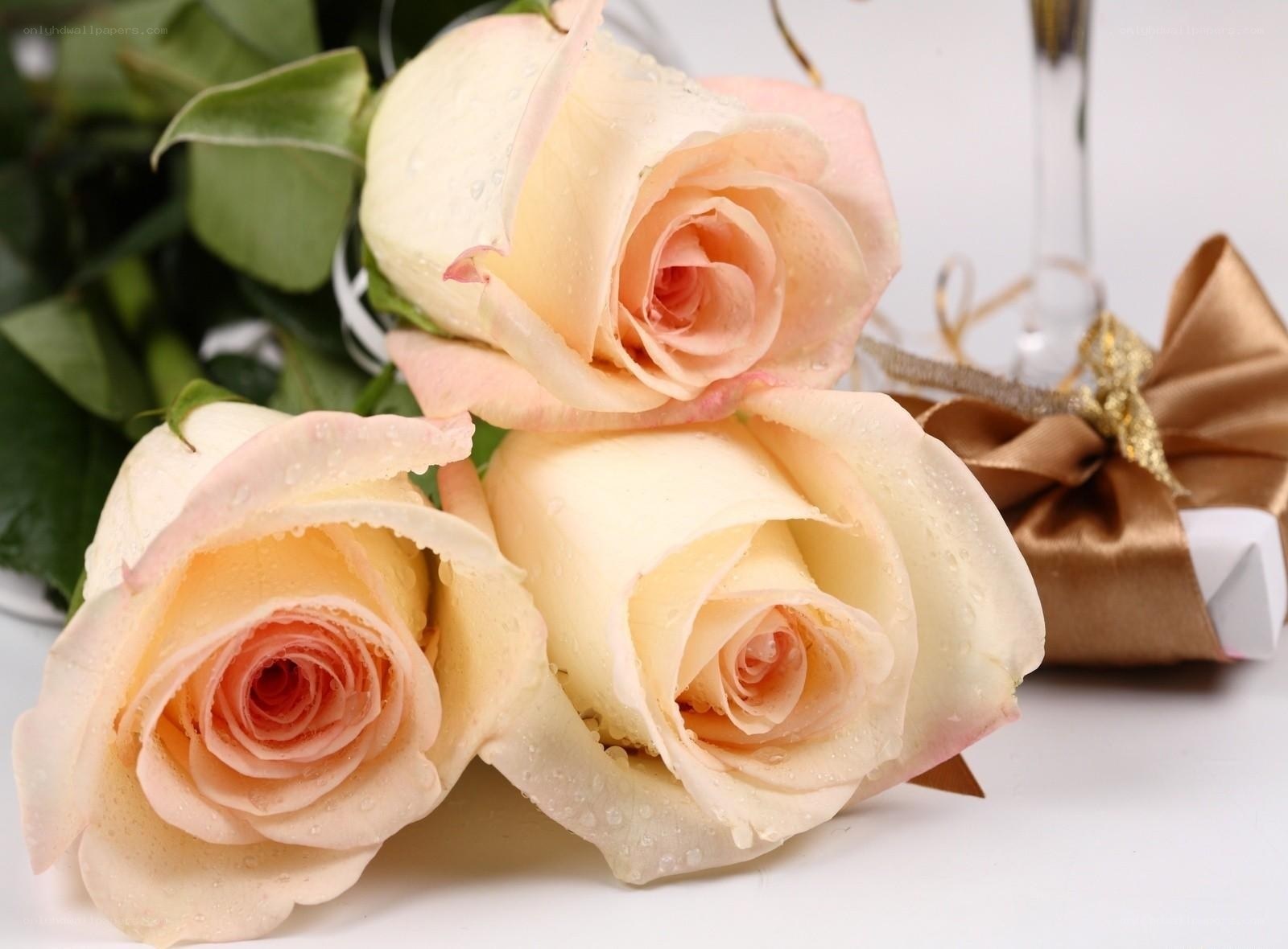 Three pink roses with water droplets