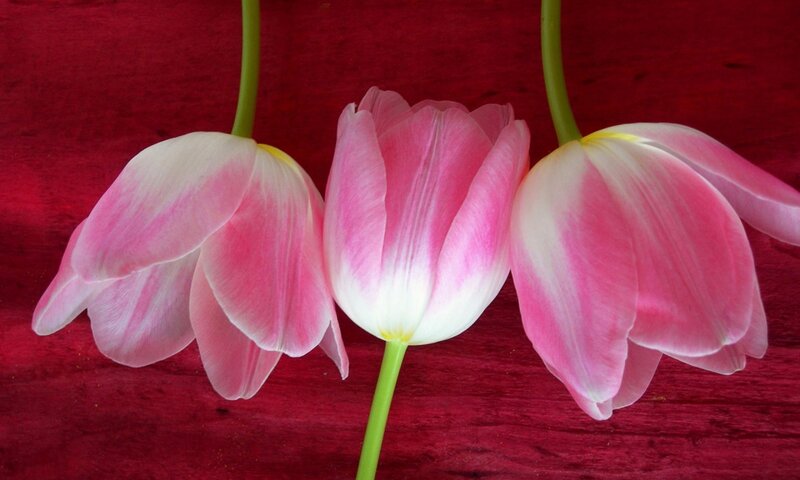 Three Pink Tulips — Calm, Photograph, Flowers, Stems