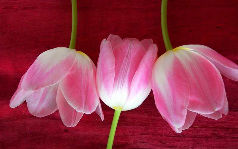 Three Pink Tulips — Calm, Photograph, Flowers, Stems, Wood