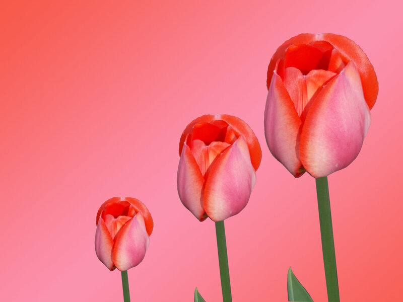 Three Pink Tulips — Calm, Photograph, Flowers
