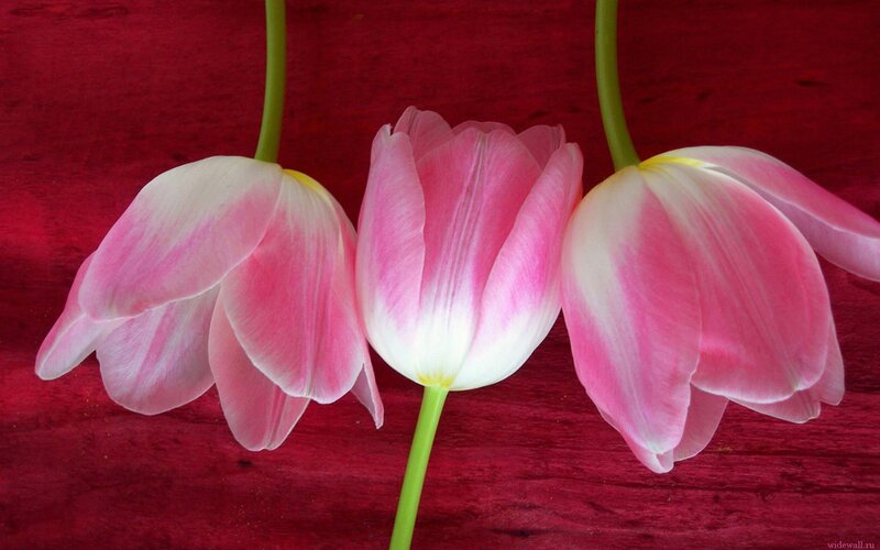 Three Pink Tulips — Calm, Photograph, Green Stems