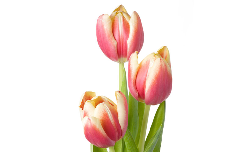 Three Pink Tulips — Calm, Photograph