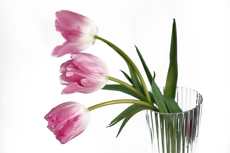 Three Pink Tulips — Calm, Photograph, Vase, Green Stems