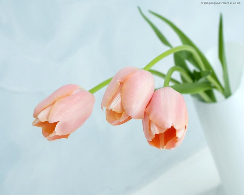 Three Pink Tulips — Calm, Photograph, Vase