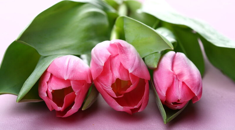 Three Pink Tulips — Calm, Spring