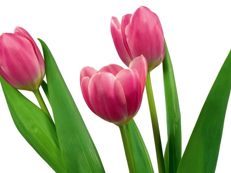 Three Pink Tulips — Calm