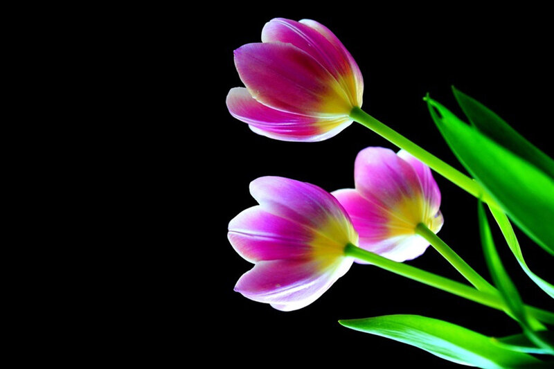 Three Pink Tulips — Dramatic, Photograph