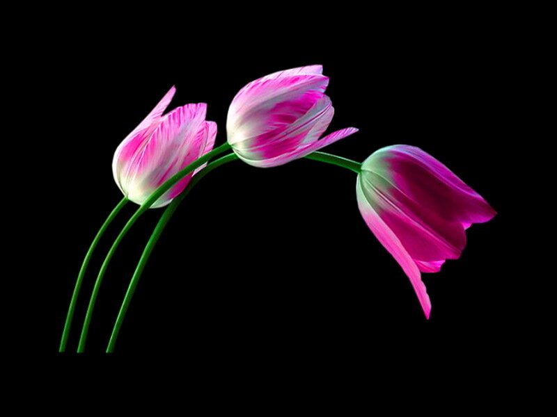 Three Pink Tulips — Dramatic