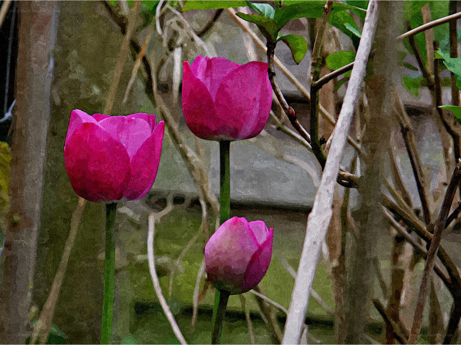 Three pink tulips in garden