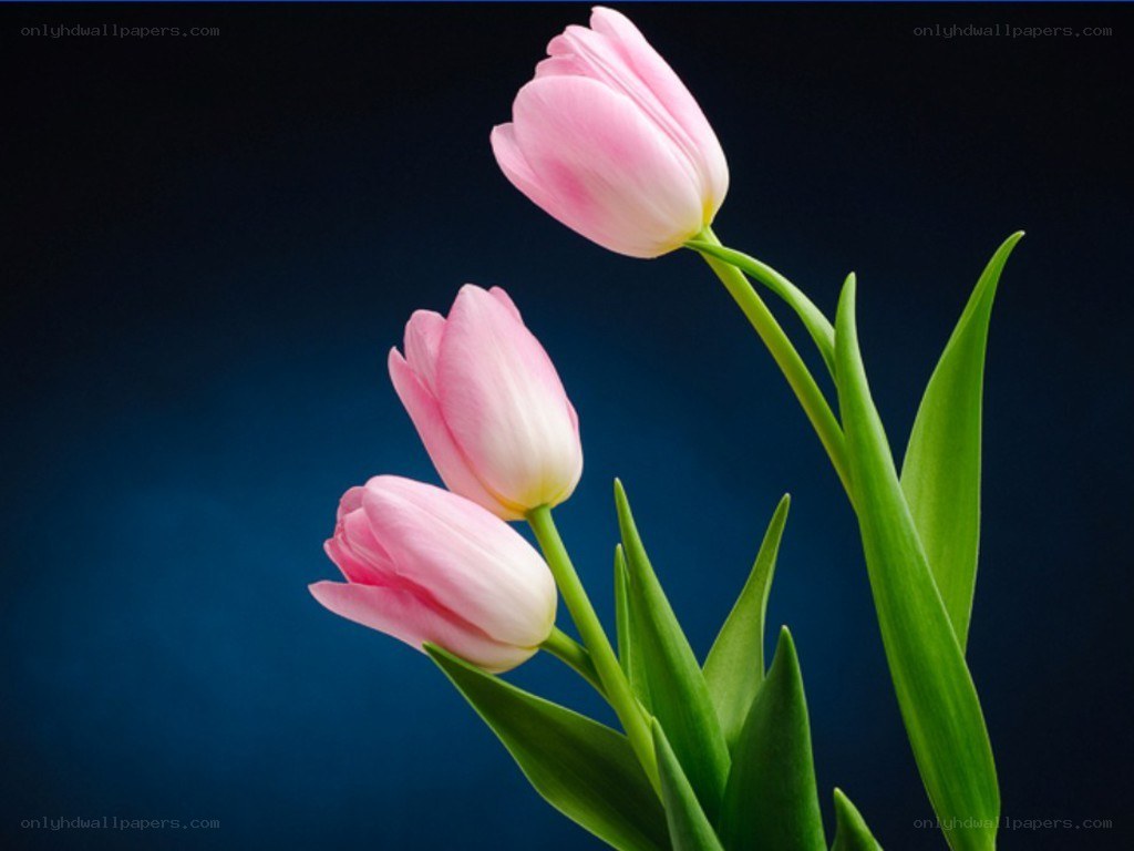 Three pink tulips on blue