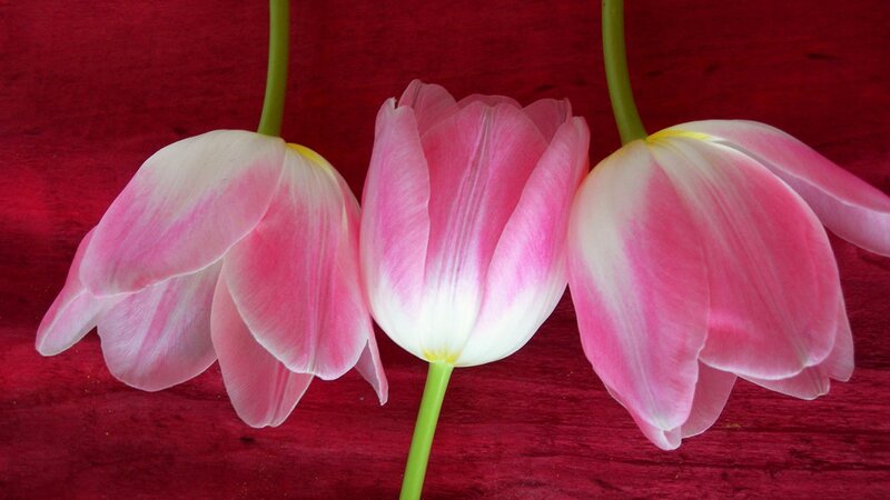 Three pink tulips on red