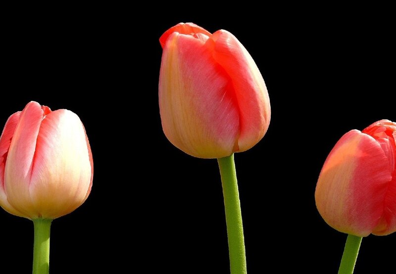 Three Pink Tulips — Serene, Photograph, Flower