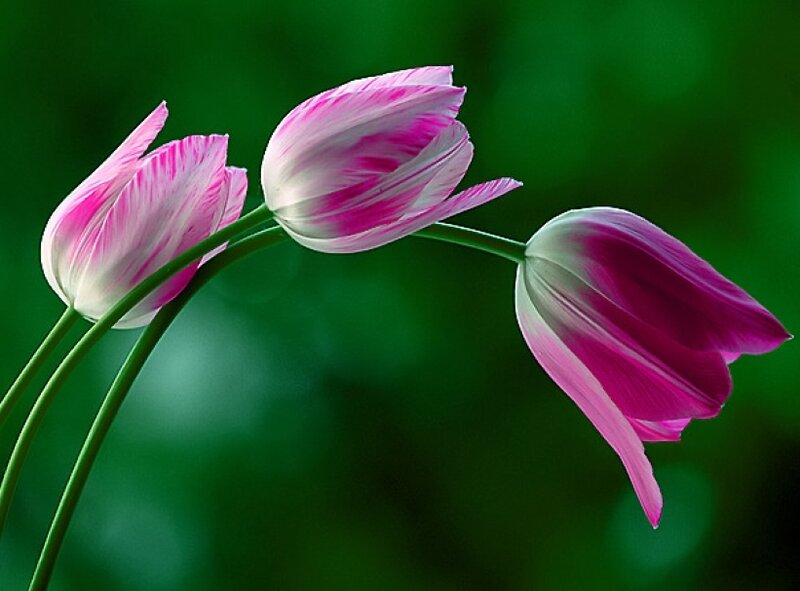 Three Pink Tulips — Serene, Photograph, Flowers