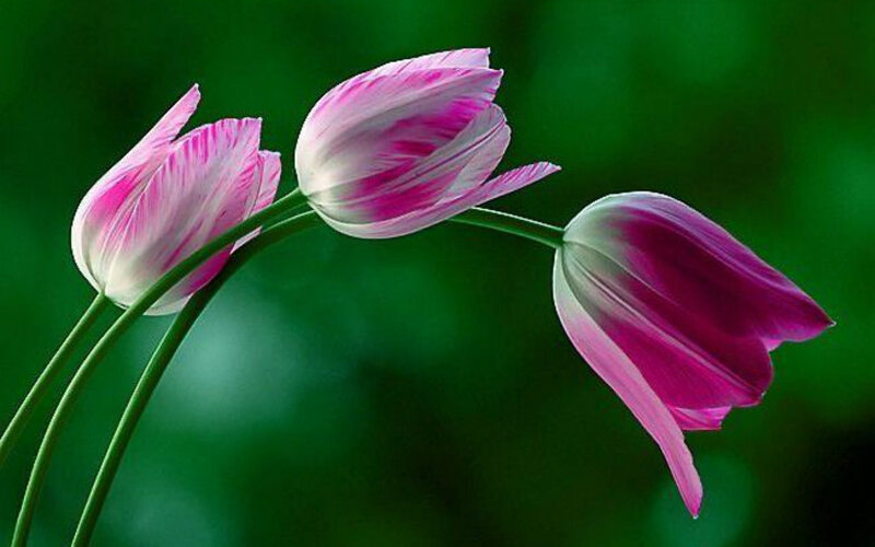 Three Pink Tulips — Serene, Photograph, Green Stems, Blurred Background