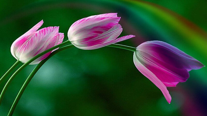 Three Pink Tulips — Serene, Photograph, Green Stems