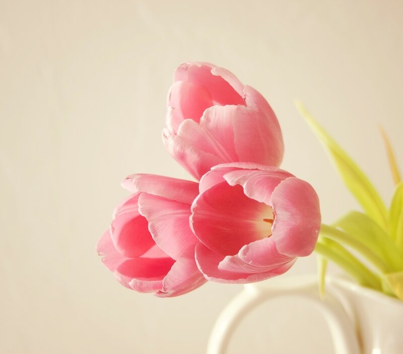 Three Pink Tulips — Serene, Photograph