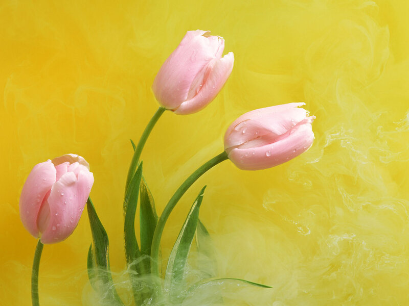Three Pink Tulips — Serene, Spring, Photograph