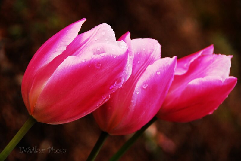 Three Pink Tulips — Serene, Spring