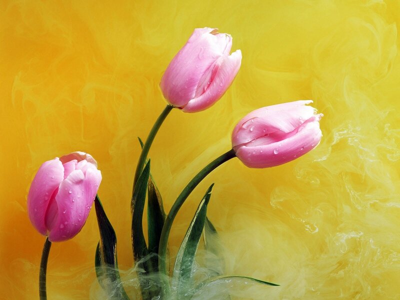 Three Pink Tulips — Serene