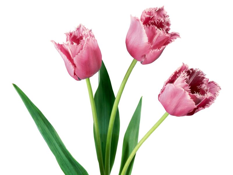 Three pink tulips