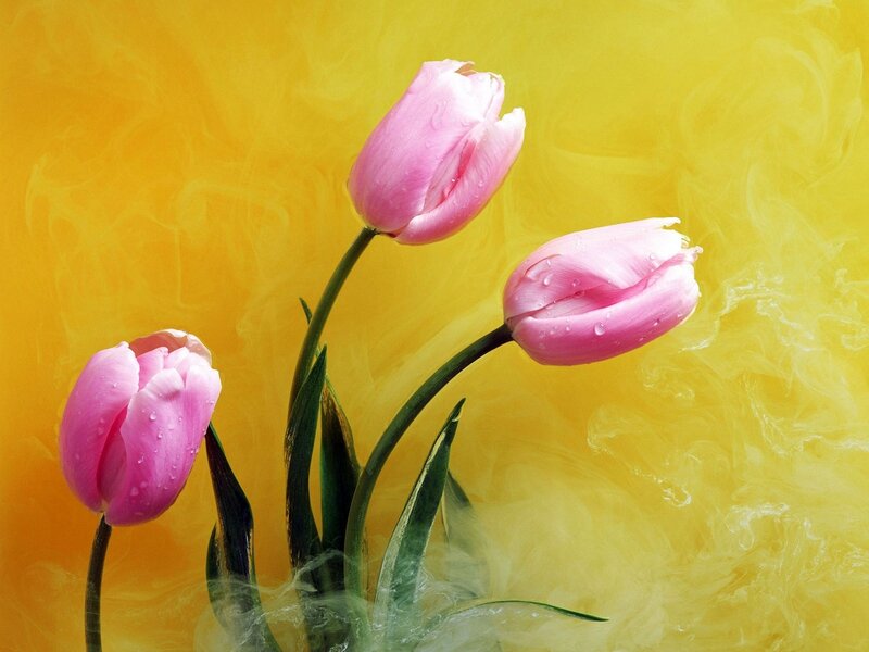 Three Pink Tulips — Yellow, Serene