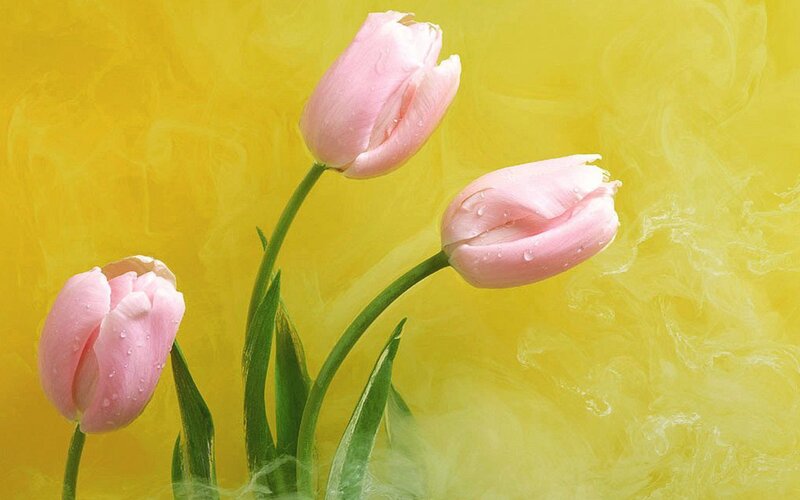 Three Pink Tulips — Yellow