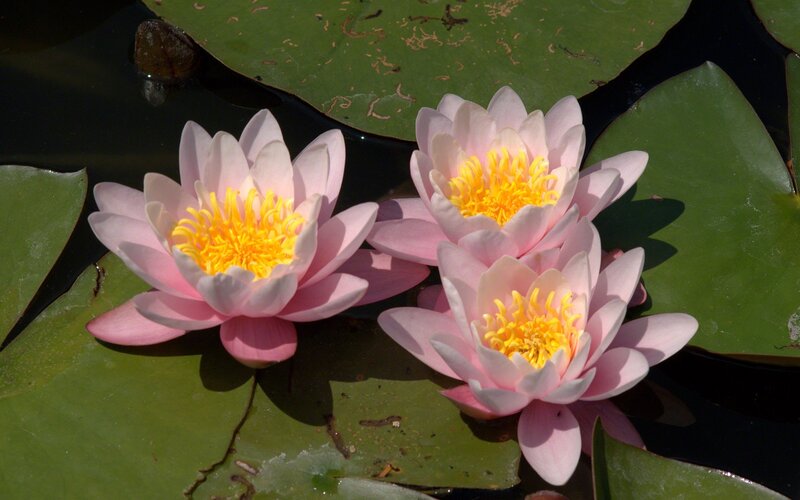 Three Pink Water Lilies