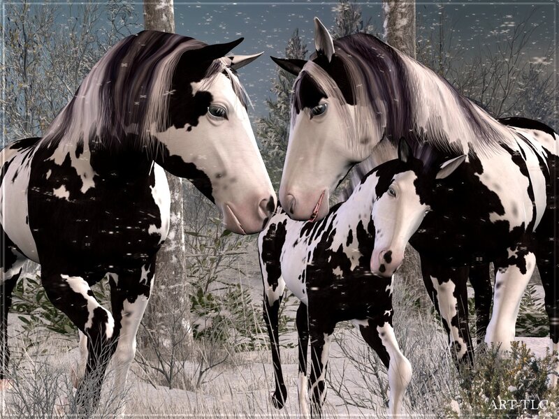 Three Pinto Horses — Black