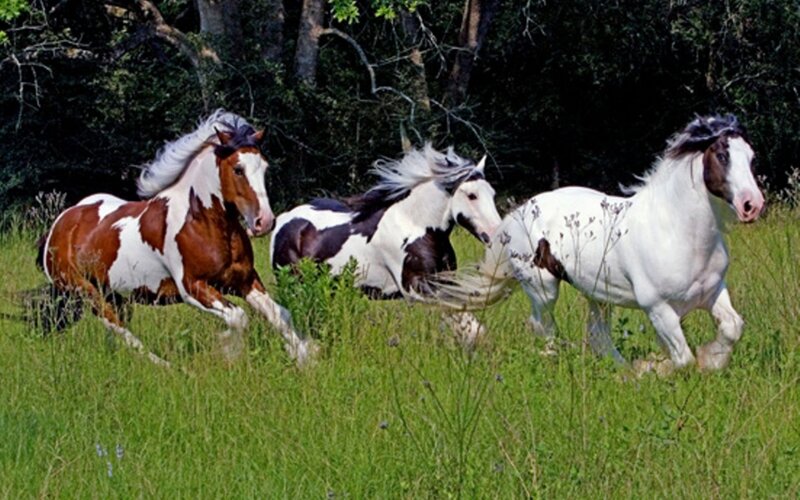 Three Pinto Horses Running — Green, Dynamic, Afternoon