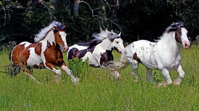 Three Pinto Horses Running — Green