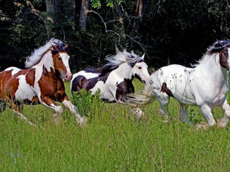 Three Pinto Horses Running