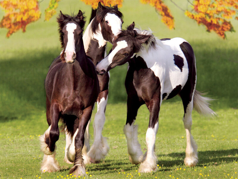 Three Pinto Horses