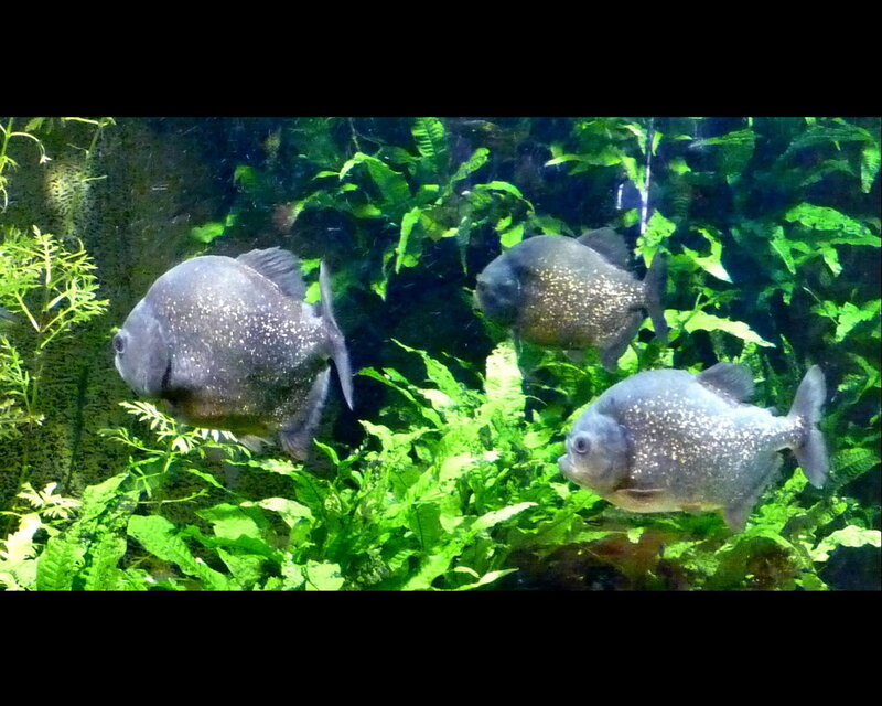 three piranhas in aquarium