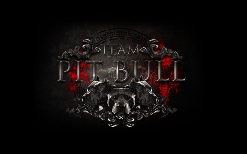Three Pit Bull Heads