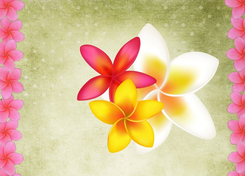 Three Plumeria Flowers